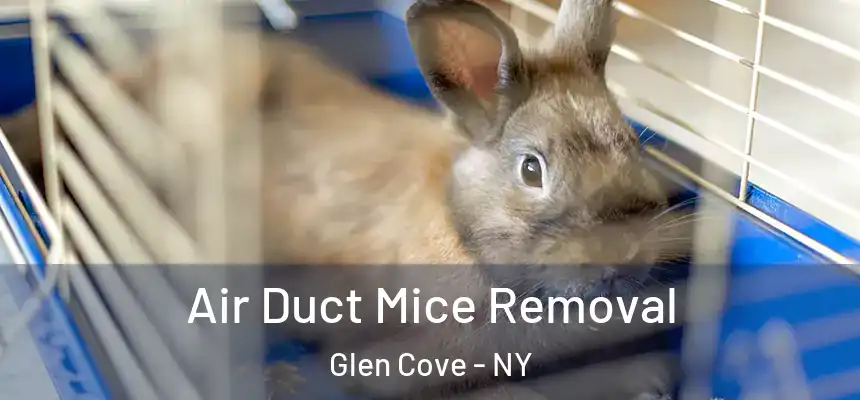 Air Duct Mice Removal Glen Cove - NY